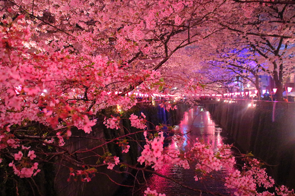 目黒川 夜桜