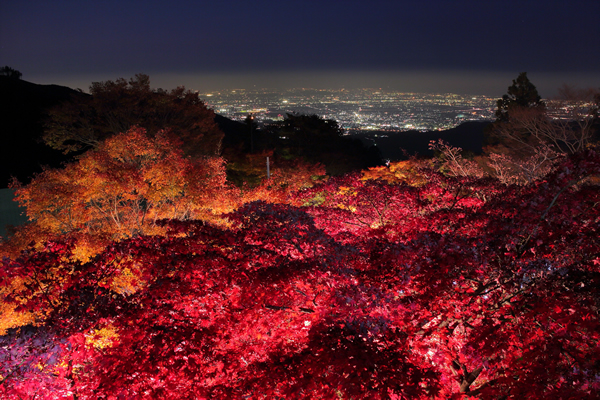 大山紅葉ライトアップ2014 夜景×紅葉