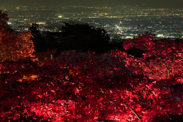 大山紅葉ライトアップ2014 夜景×紅葉