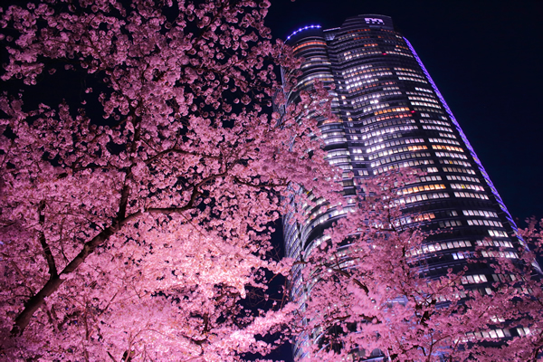 六本木ヒルズ ×桜