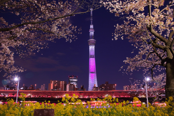東京スカイツリー×桜×菜の花